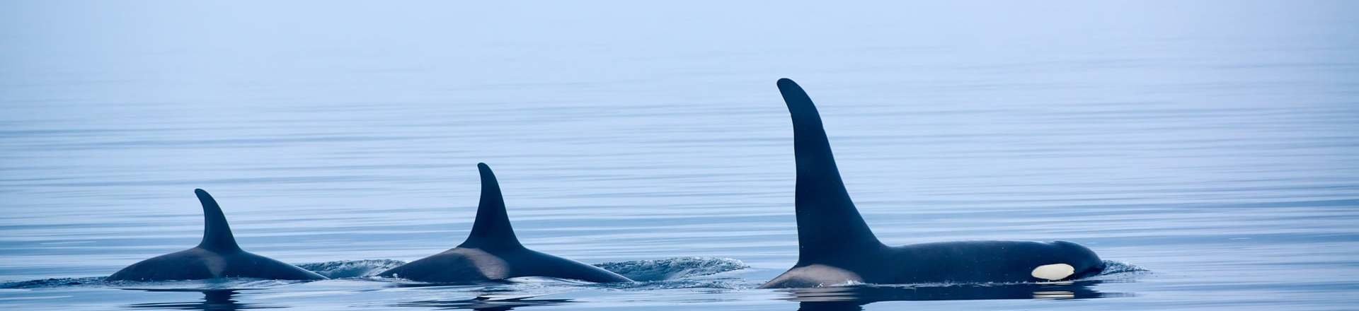 Canada Este Clásico y Safari de Ballenas en Tadoussac Canada Este Clásico y Safari de Ballenas en Tadoussac