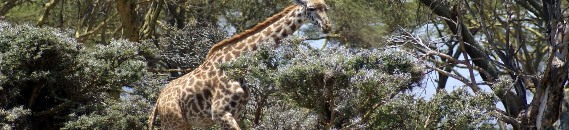 Tour por Kenia: Una aventura entre jirafas Tour por Kenia: Una aventura entre jirafas