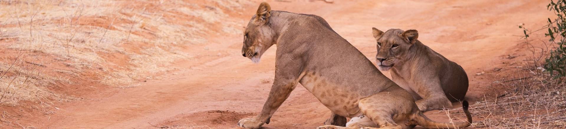 Aventura en Kenia con 3 Safaris Aventura en Kenia con 3 Safaris