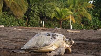 Tortuguero