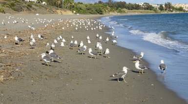 Estepona