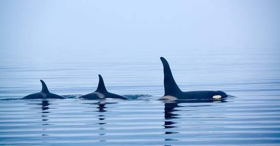 Canadá Este Clásico y Safari de Ballenas en Charlevoix