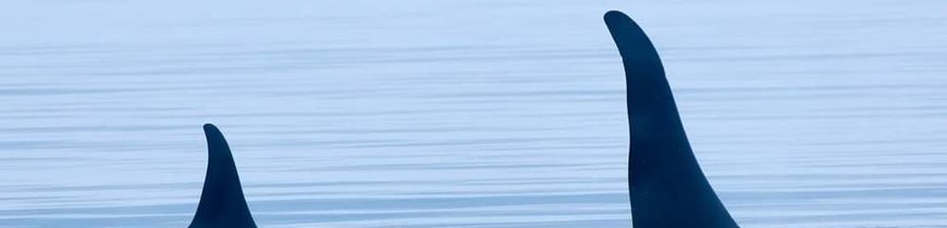 Canada Este Clásico y Safari de Ballenas en Tadoussac