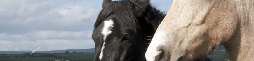 Irlanda en Granjas Georgianas