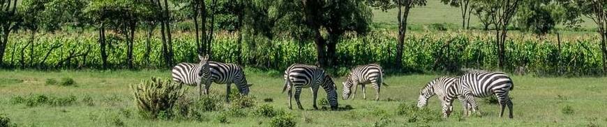Kenia con 2 Safaris y Visita de Nairobi