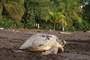Tortuguero