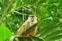 Manuel Antonio (Costa Rica)