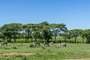 Naivasha (Kenia)