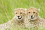Maasai Mara National Reserve (Kenya)