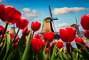 Amsterdam (Holanda)