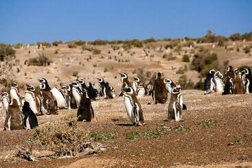 Peninsula Valdes - Puerto Madryn