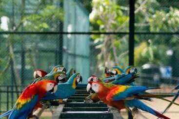 هتل Peacock Beach Resort & Spa