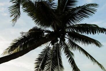 استراحتگاه Castaway Island, Fiji