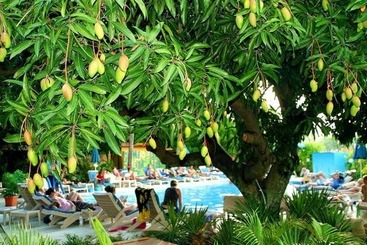 مُتل Nadi Bay Resort