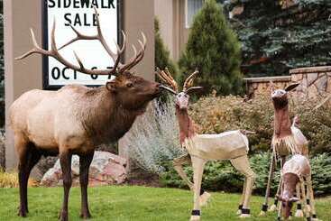 هتل Quality Inn Near Rocky Mountain National Park