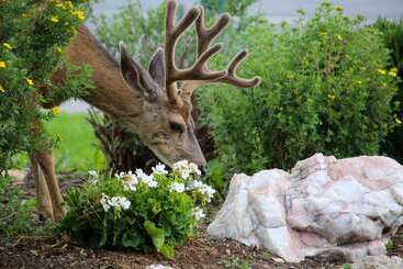هتل Quality Inn Near Rocky Mountain National Park