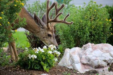 هتل Quality Inn Near Rocky Mountain National Park