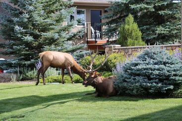 هتل Quality Inn Near Rocky Mountain National Park