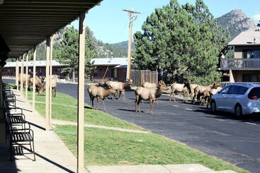 هتل Quality Inn Near Rocky Mountain National Park
