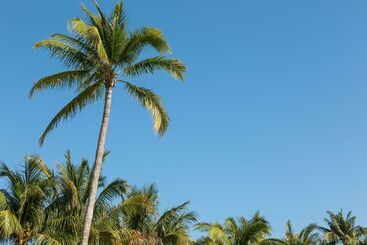 هتل Hilton Garden Inn Key West / The Keys Collection