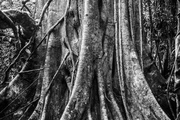 هتل The Datai Langkawi
