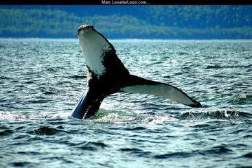هتل Tadoussac