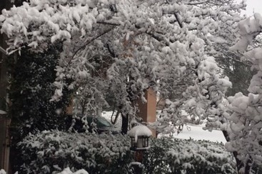 هتل Forest Villas