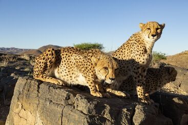 پانسیون Neuras Wine & Wildlife Estate