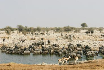 هتل Etosha Village