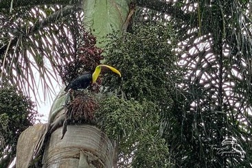 هتل Tropical Garden