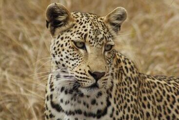 هتل Simbavati River Lodge