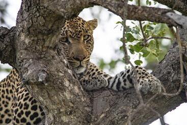 هتل Simbavati River Lodge