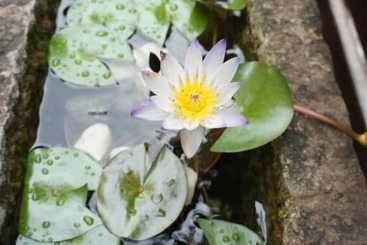تختخواب و صبحانه Cheng Ping Hot Spring Inn