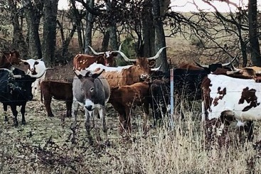 تختخواب و صبحانه Circle S Ranch