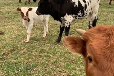 تختخواب و صبحانه Circle S Ranch
