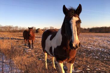 تختخواب و صبحانه Circle S Ranch