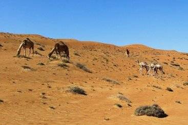 هتل Delight Desert Camp