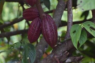 مسافرخانه Finca San Rafael   Cafe Y Cacao