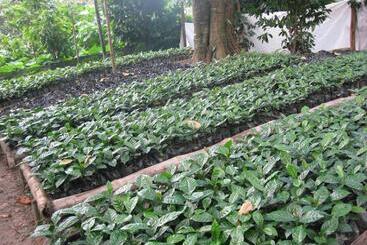 مسافرخانه Finca San Rafael   Cafe Y Cacao
