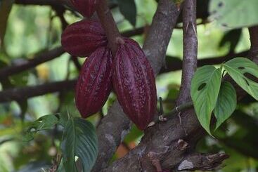 مسافرخانه Finca San Rafael   Cafe Y Cacao