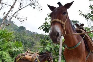 مسافرخانه Finca San Rafael   Cafe Y Cacao