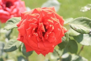 هتل روستایی Bio Agriturismo Il Torrione