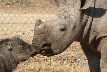 ホテル Hazyview Buffalo Game Lodge