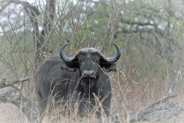 ホテル Hazyview Buffalo Game Lodge