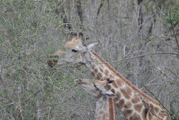 ホテル Hazyview Buffalo Game Lodge