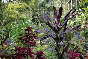 La Shamana Ecological, Concept In The Jungle