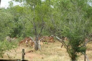 هتل Call Of The Wild Lodge