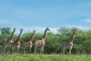 هتل Leopard Plains