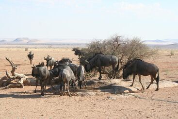 בית מלון כפרי Soft Adventure Camp