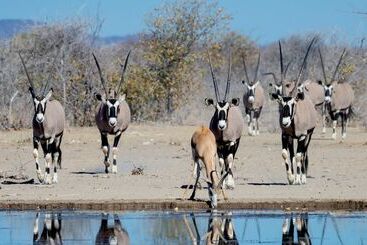 هتل Safarihoek Lodge